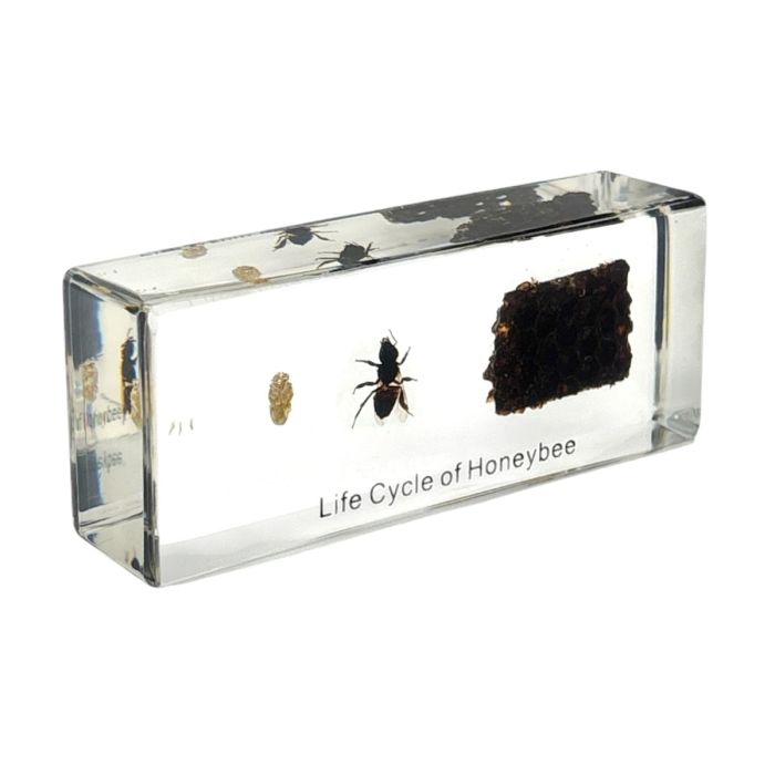 Real Honey Bee Life Cycle Paperweight