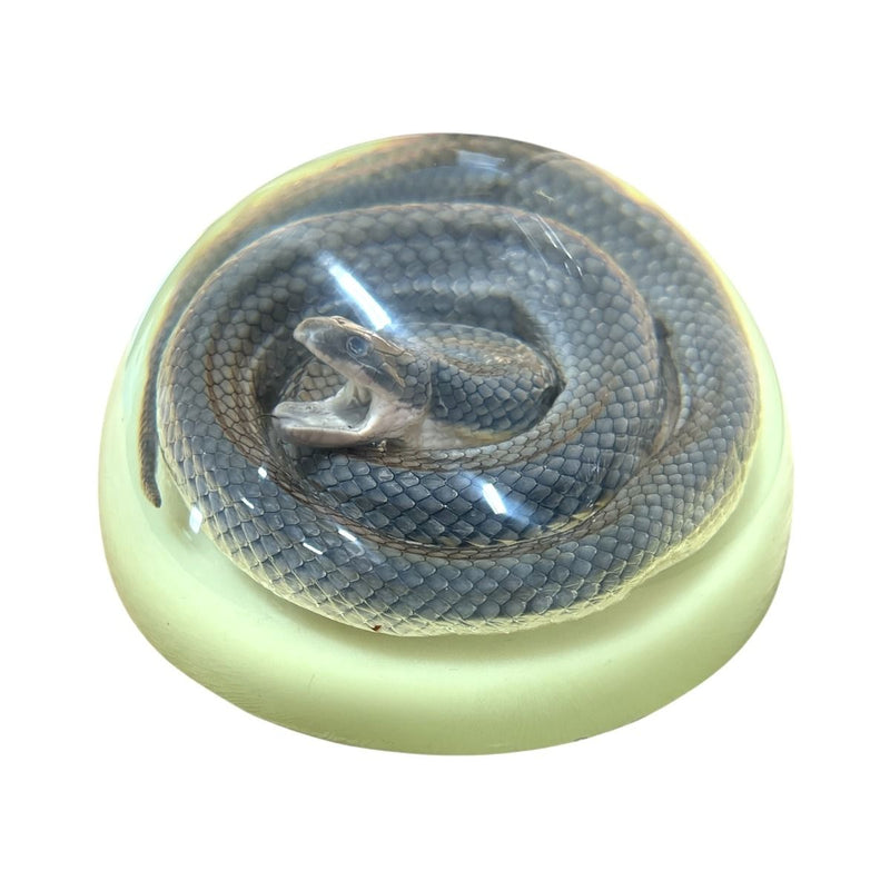 Real Snake in Acrylic Half-dome