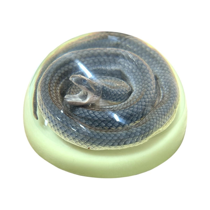 Real Snake in Acrylic Half-dome