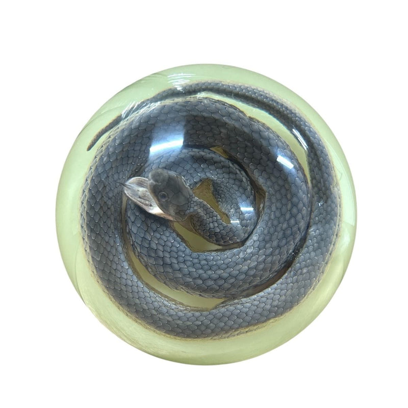 Real Snake in Acrylic Half-dome