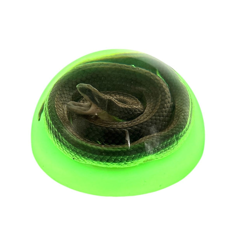 Real Snake in Acrylic Half-dome