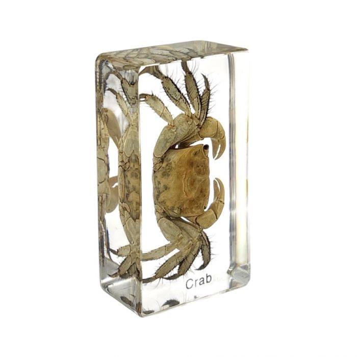 Real Crab in Acrylic Paperweight
