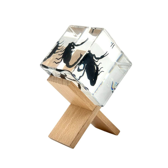 Real Black Scorpion Cube Paperweight