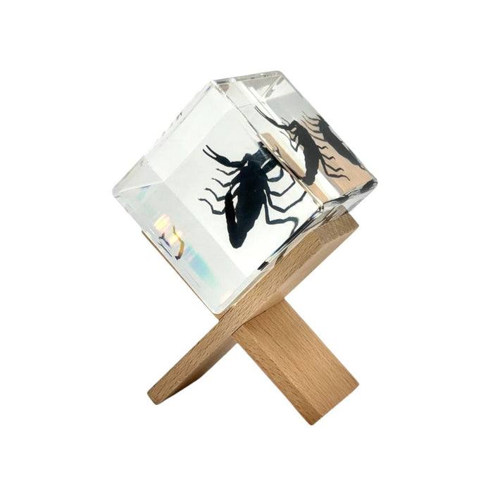 Real Black Scorpion Cube Paperweight