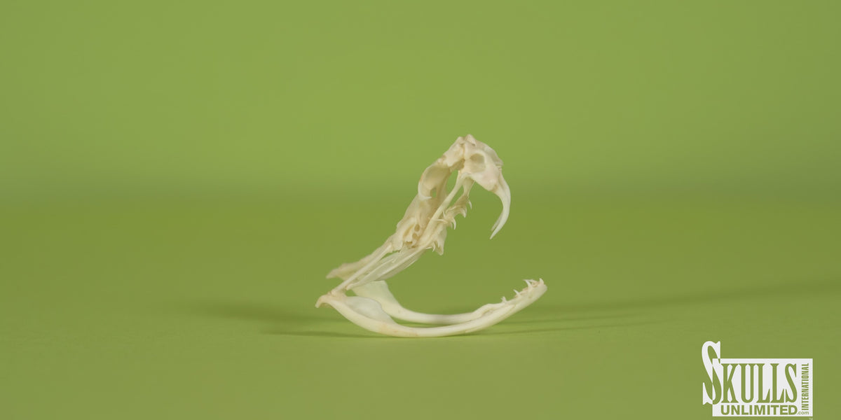 Real Western Diamondback Rattlesnake Skull For Sale — Skulls Unlimited ...