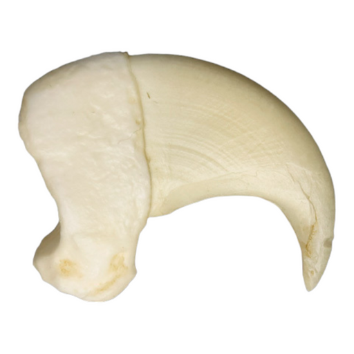 Replica African Leopard Claw — Skulls Unlimited International, Inc.