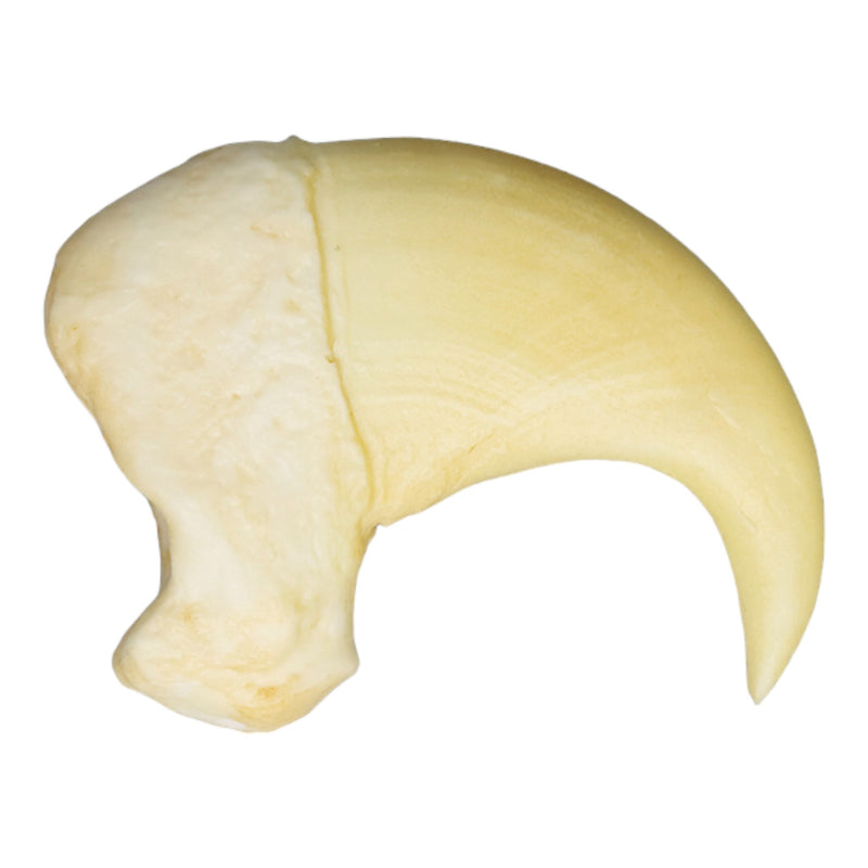 Replica Cheetah Dewclaw