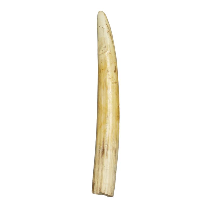 Replica Hippopotamus Large Lower Incisor Tooth