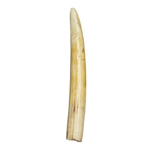 Replica Hippopotamus Large Lower Incisor Tooth