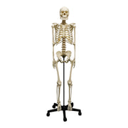 Replica Human Skeleton - Robust Asian Male