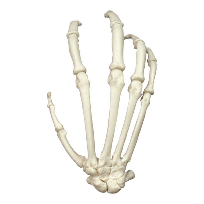 Replica Bonobo Hand