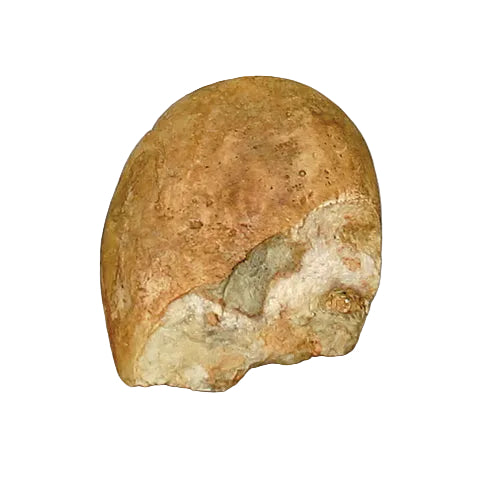 Hominid Tool Replica