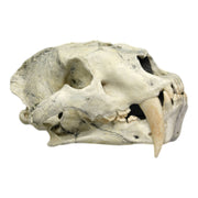 Replica Sabertooth Cat (Chinese Amphimachairodus Giganteus) Skull