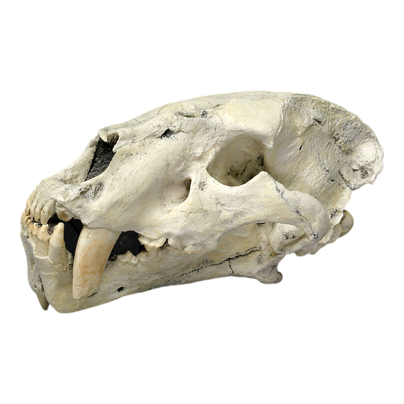 Replica Sabertooth Cat (Chinese Amphimachairodus Giganteus) Skull