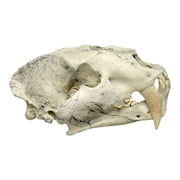 Replica Sabertooth Cat (Chinese Amphimachairodus Giganteus) Skull