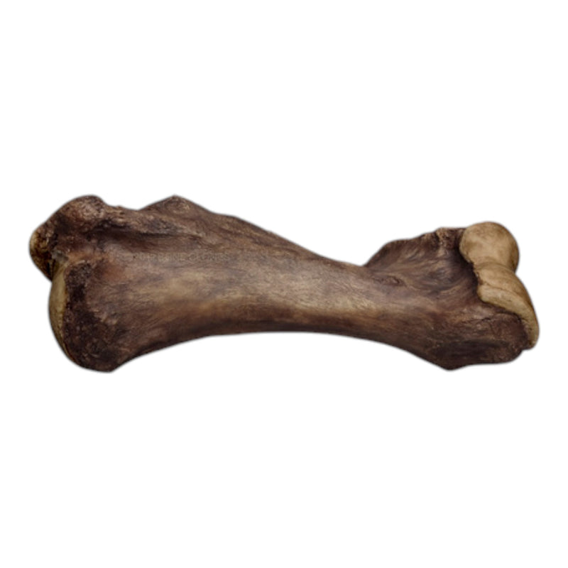 Replica Mastodon Humerus