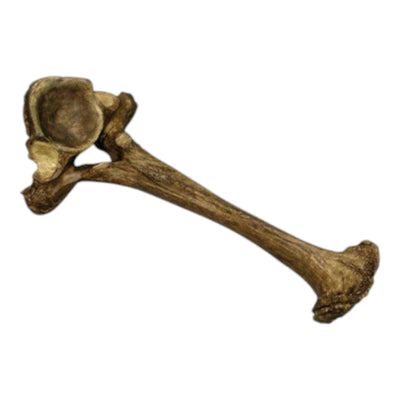 Replica Mastodon Vertebra