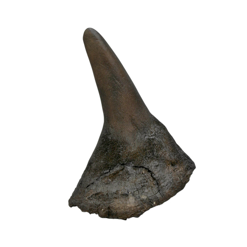 Replica Black Rhinoceros Horns