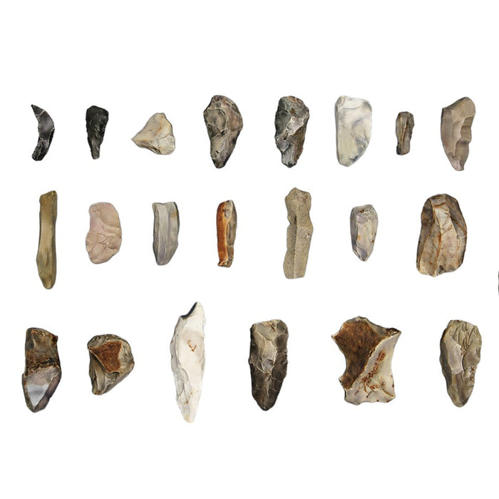 Neanderthal Shell Tools Homo Sapiens Neanderthalensis Tools