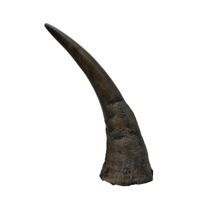 Replica Black Rhinoceros Horns