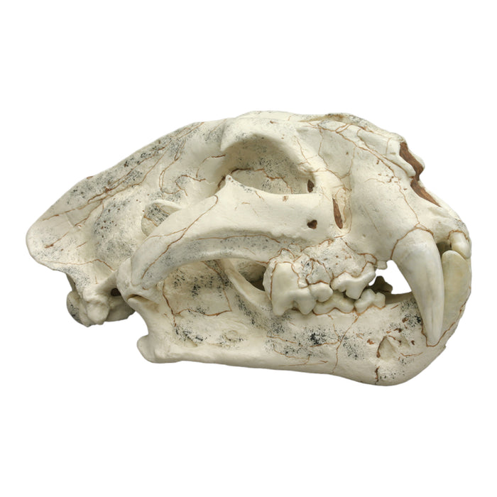 Replica Ancestral Tiger Panthera palaeosinensis Skull