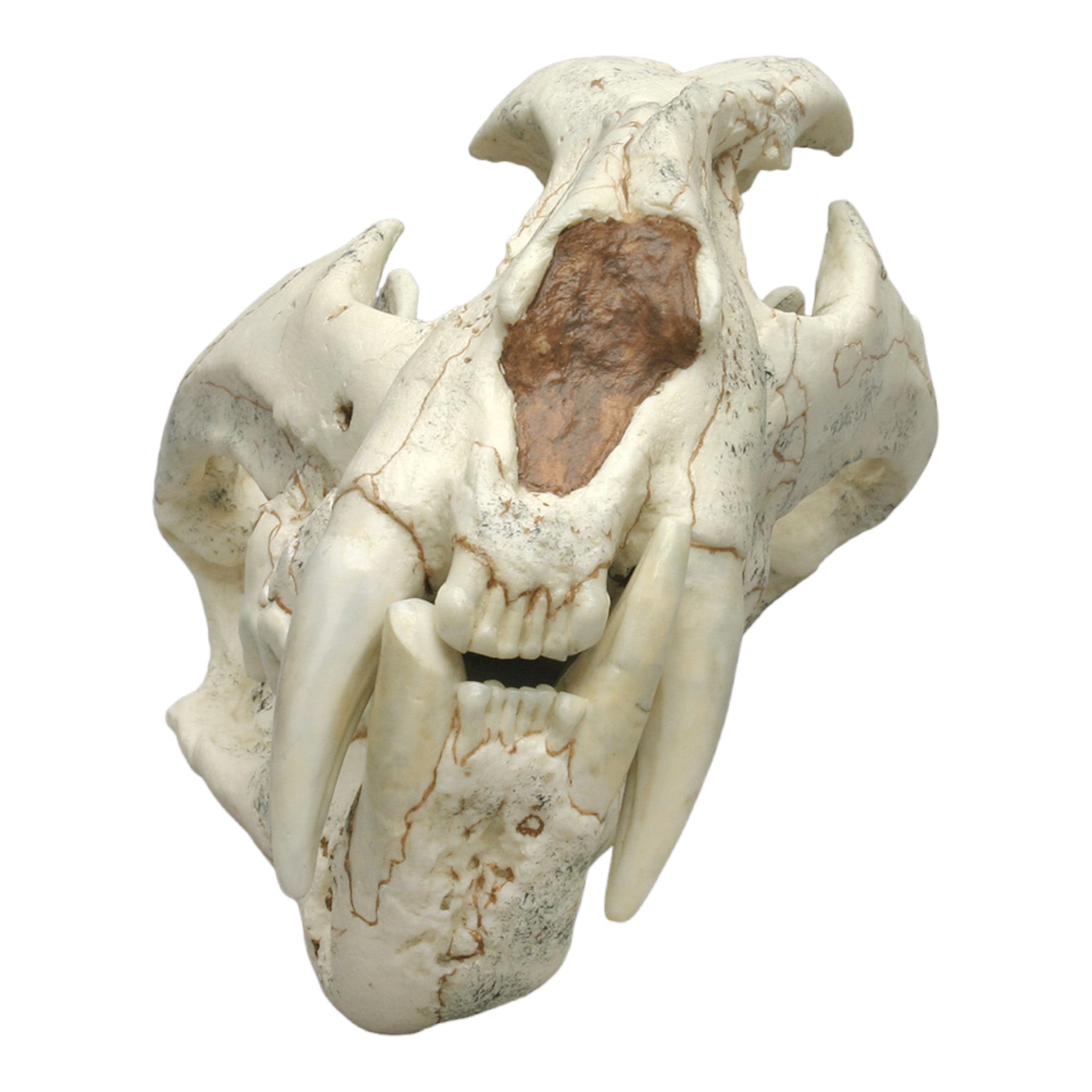 【exogenouspaladin 様】 Replica Ancestral Lion Panthera palaeosinensis Skull For Sale