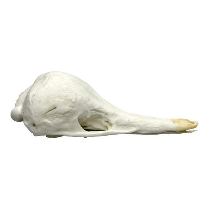 Replica Short-beaked Echidna Skull