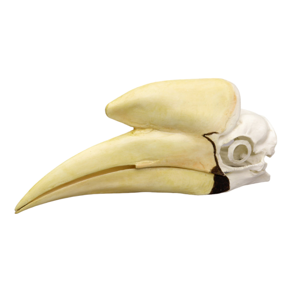 Replica Black Hornbill Skull For Sale — Skulls Unlimited