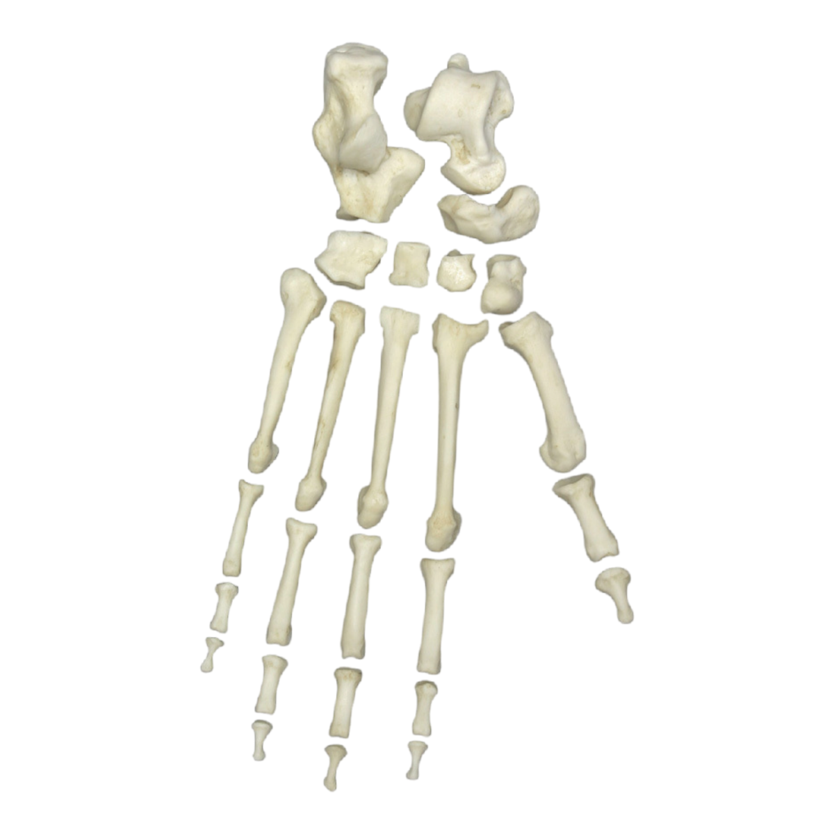 Replica Bonobo Foot For Sale — Skulls Unlimited International, Inc.