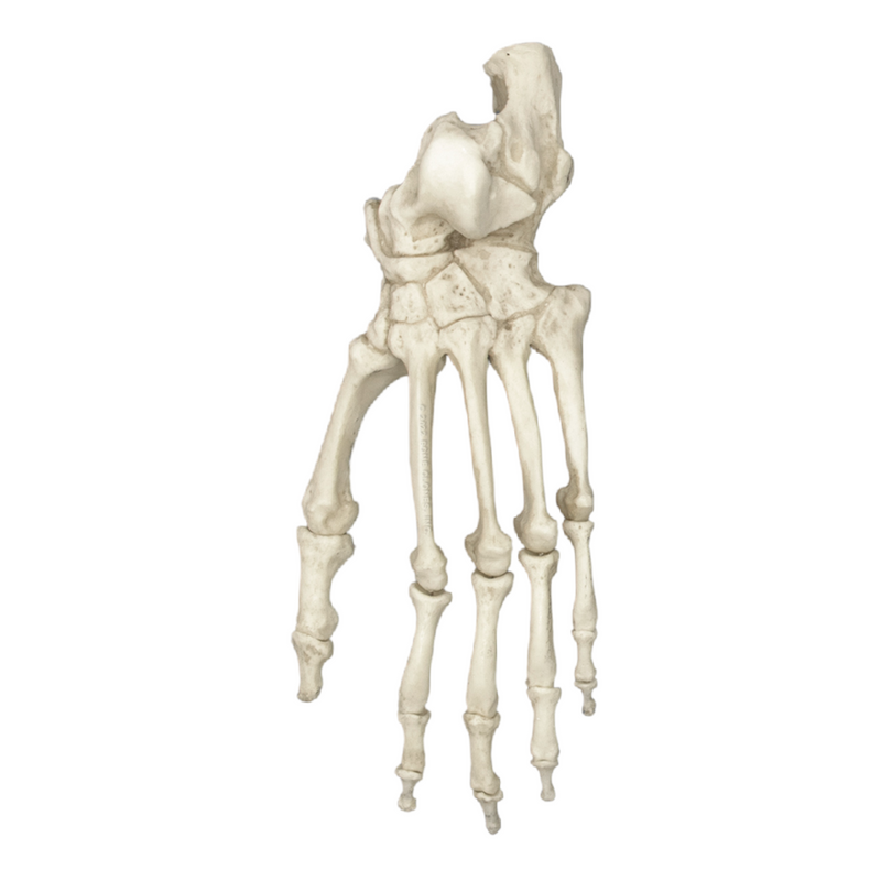 Replica Chimpanzee Foot