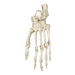 Replica Chimpanzee Foot