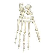 Replica Chimpanzee Foot