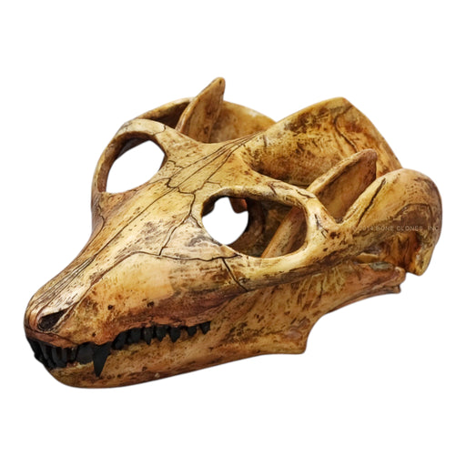 Replica Cynodont Probainognathus jenseni Skull