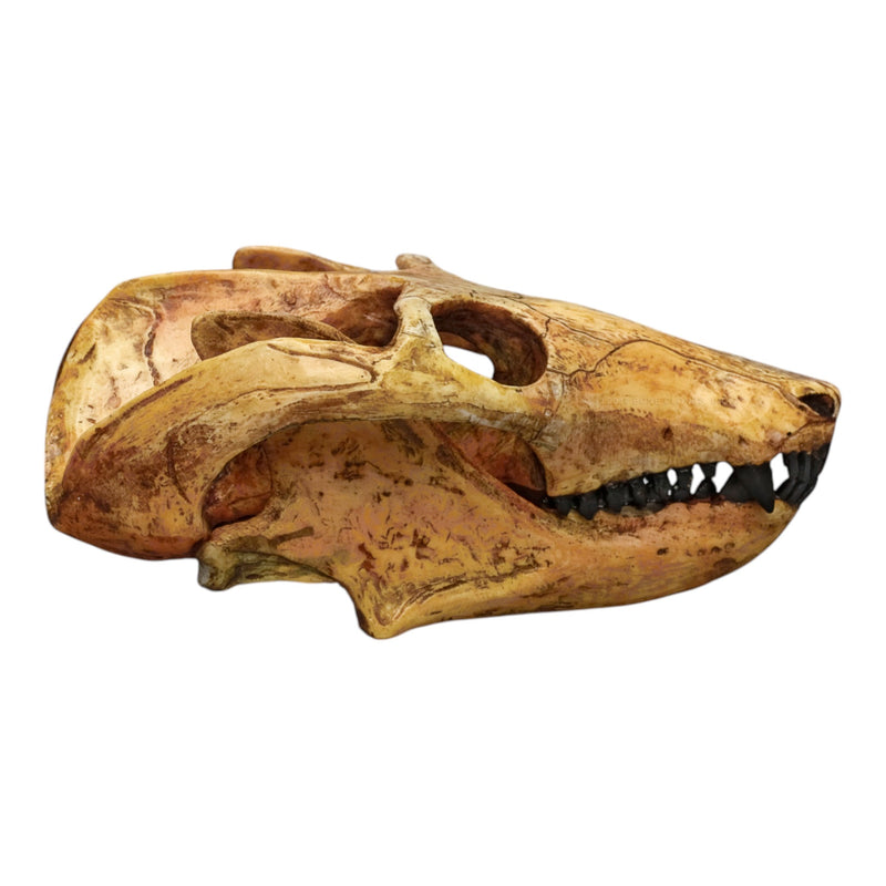 Replica Cynodont Probainognathus jenseni Skull