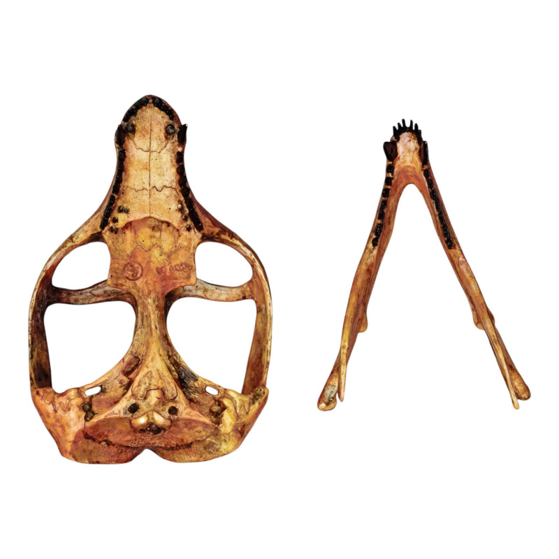 Replica Cynodont Probainognathus jenseni Skull