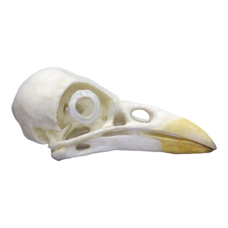Replica Yellow-billed Magpie Skull
