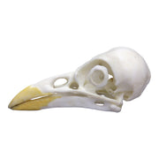 Replica Yellow-billed Magpie Skull