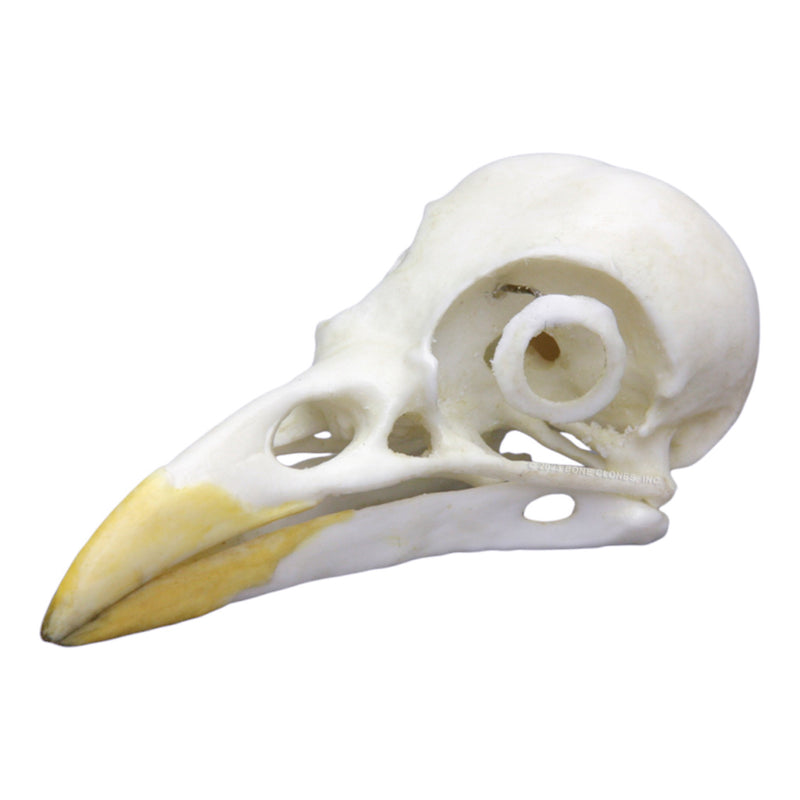 Replica Yellow-billed Magpie Skull