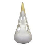 Replica Yellow-billed Magpie Skull