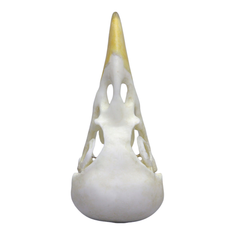 Replica Yellow-billed Magpie Skull