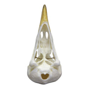 Replica Yellow-billed Magpie Skull