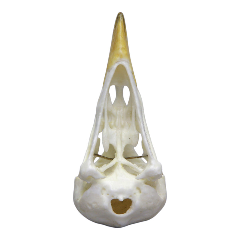 Replica Yellow-billed Magpie Skull