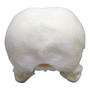 Replica Yellow-billed Magpie Skull