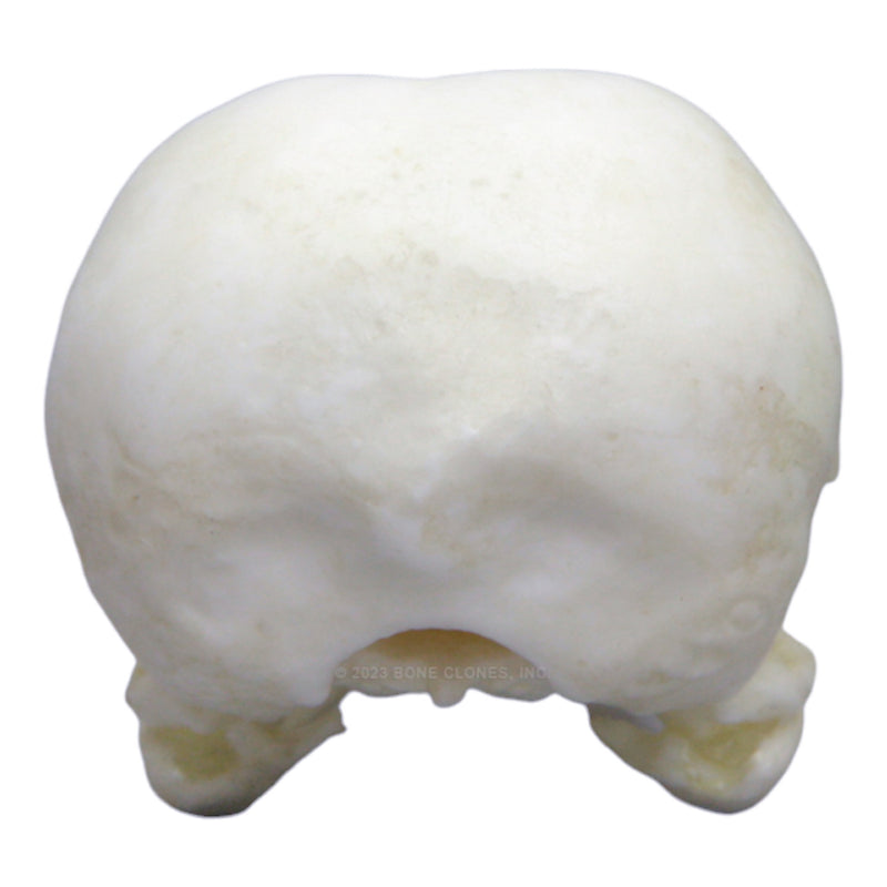 Replica Yellow-billed Magpie Skull