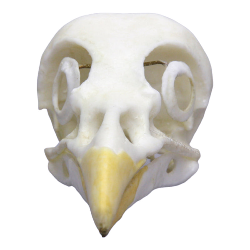 Replica Yellow-billed Magpie Skull
