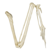 Replica Common Raven Wing - Articulated (No Feathers)