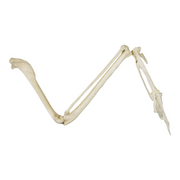 Replica Common Raven Wing - Articulated (No Feathers)