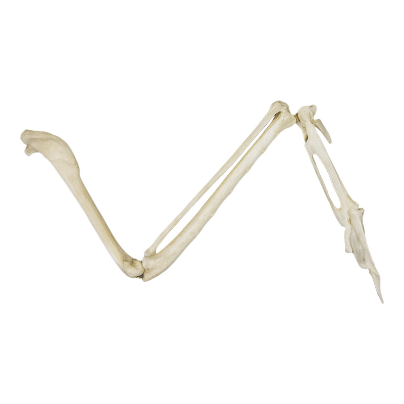 Replica Common Raven Wing - Articulated (No Feathers)