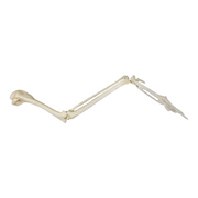 Replica Common Raven Wing - Articulated (No Feathers)