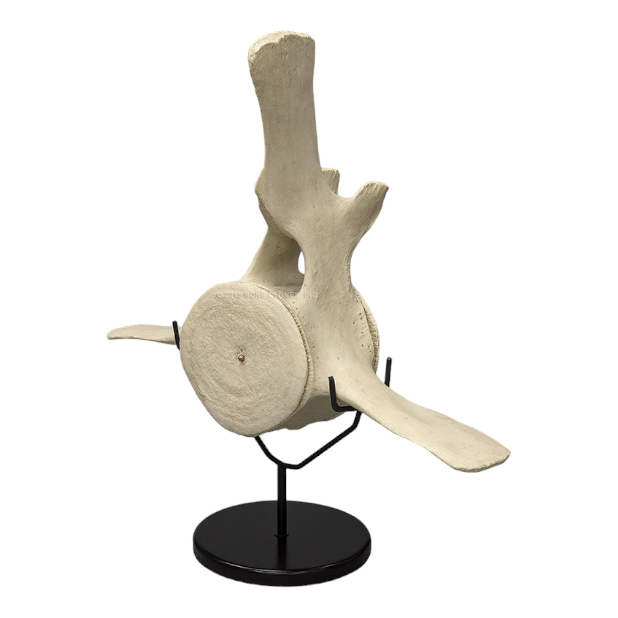 Replica Humpback Whale Vertebrae For Sale — Skulls Unlimited